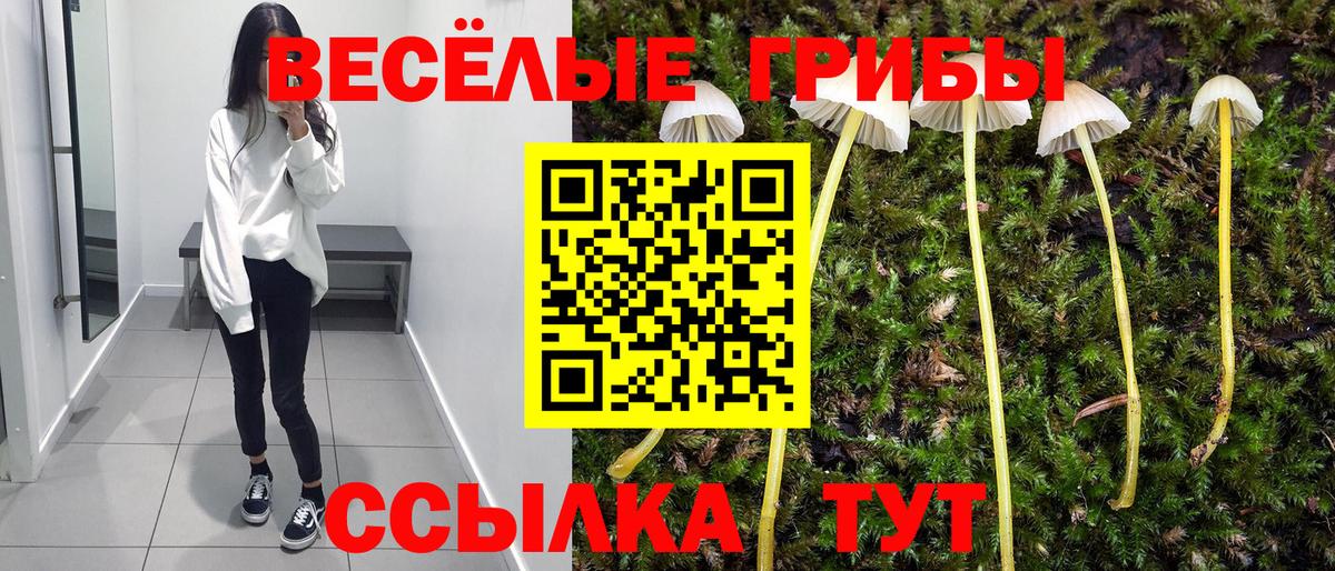 Шахты  цена   Вход с VPN  Галлюциногенные грибы Cubensis  Псилоцибиновые грибы прущие грибы 